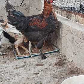 horaz