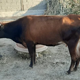 sygyr