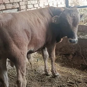 okuzce