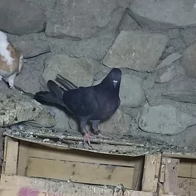 kepderi