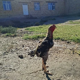 Horaz