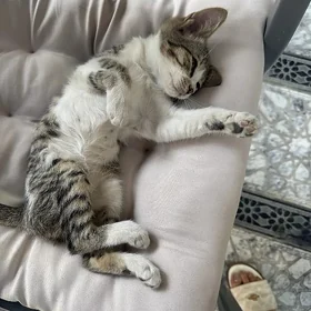 котенок бесплатно