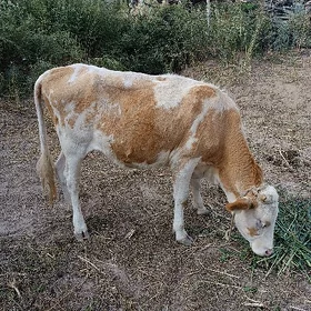 tatar simental unajyn
