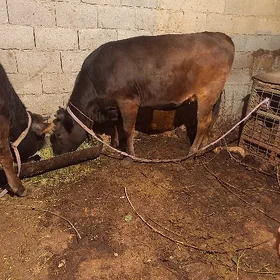 göle