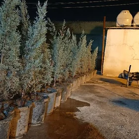 Arizon,arzon kiparis yolka
