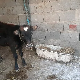 goleli sygyr