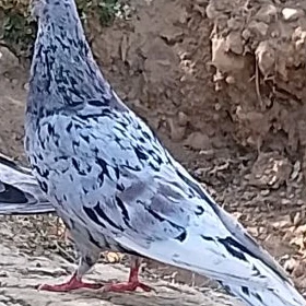 kepderi