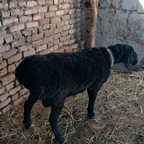 Gusar goç