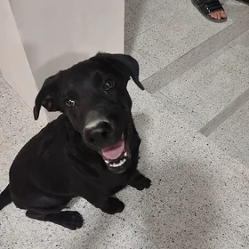 Gara Labrador