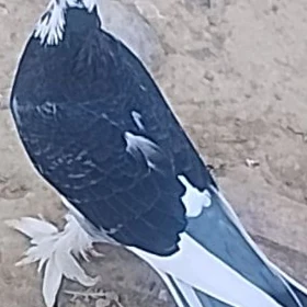 kepder