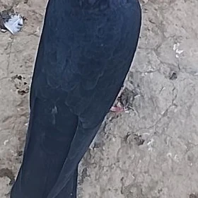 kepderi