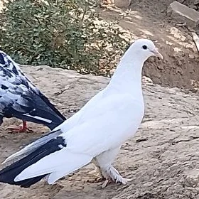 kepderi