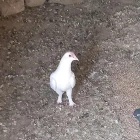 Kepderi