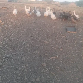ördek wak wak