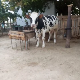 Sygyr