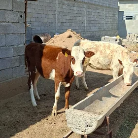 SİMMENTAL TÛWELER