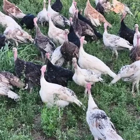 Induk 8 aylyk