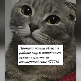 пропала кошка