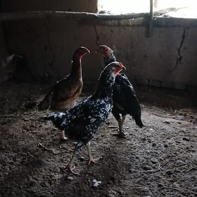 Paroda towuklar