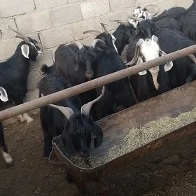 Erkeç