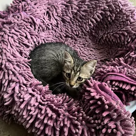 Кошка