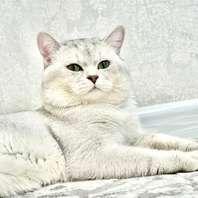 Коты на вязку