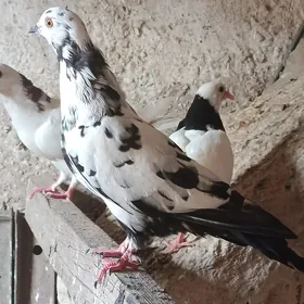 kepderi