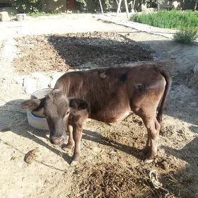 OKUZÇE