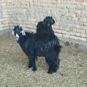 Çebiş.    ene geçi bogaz