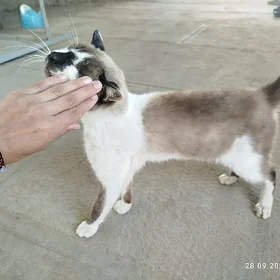 Сеамские кошка