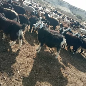 Geçi