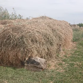 yorunja