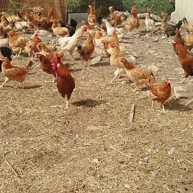 Towuk mesni