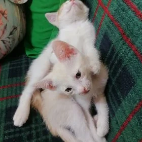 Котята в добрые руки.