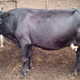 çorny piyostura