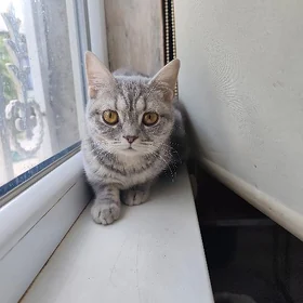 Pişik