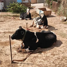 bogaz corny piyostra