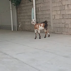 pakistan