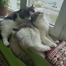 добрые руки