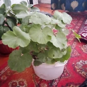 домашние  и офисные цветы