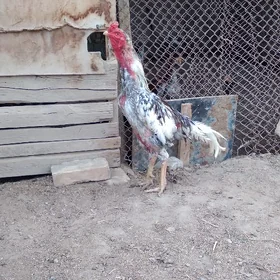 horaz