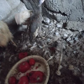 Cisalka jüyje induk juyje