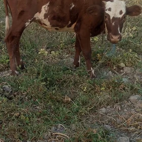 unajyn..   denowça  duge