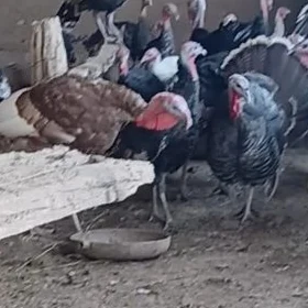 induklar