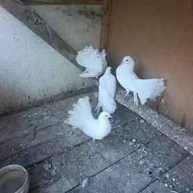 kepderi