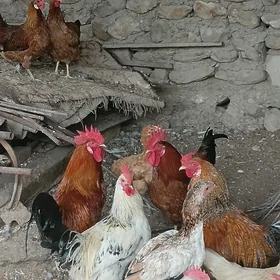 horaz