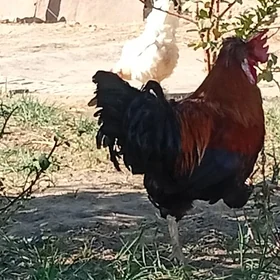 horaz