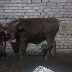 Okuz tuweOkuz tuwe