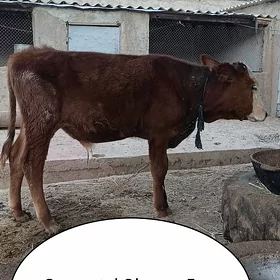 Semental Okuzce 5 aylyk