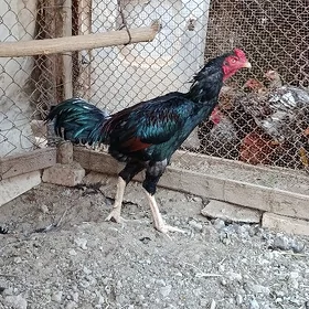 Baýsi horaz